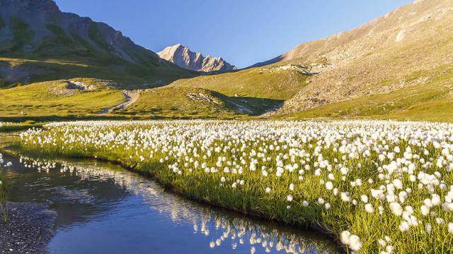 Vers le Col Vieux - Linaigrette de Scheuchzer