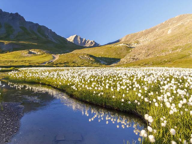 Vers le Col Vieux - Linaigrette de Scheuchzer