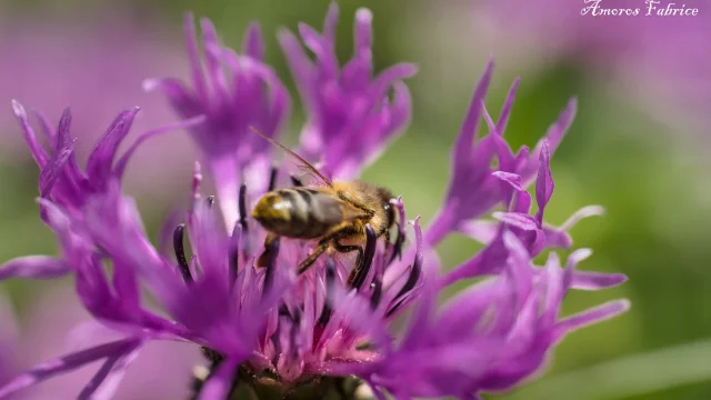 Abeille ©f.amoros