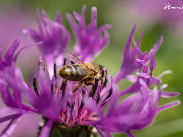 Abeille ©f.amoros