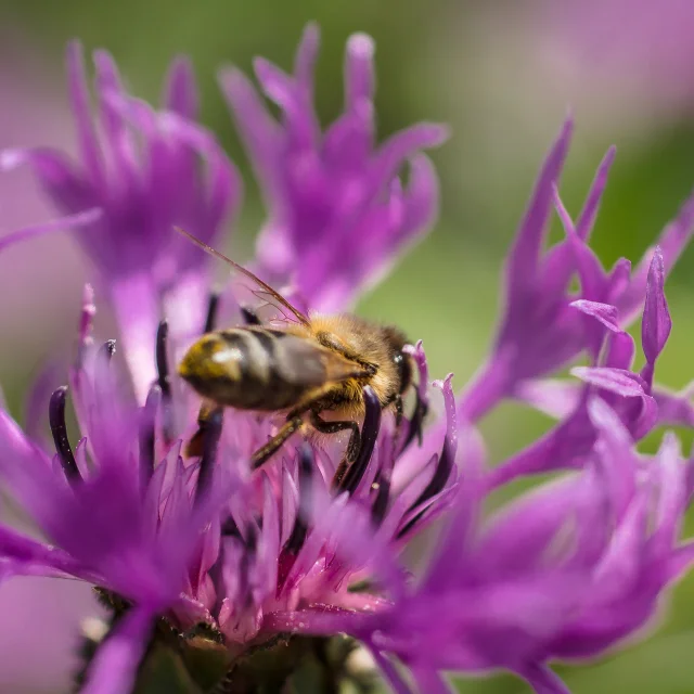 Abeille ©f.amoros