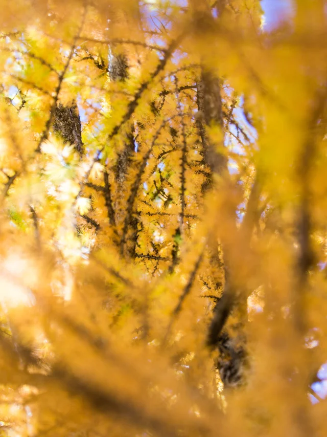 Mélèze En Automne Queyras ©pema