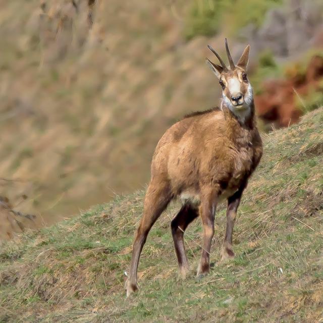 Chamois Susa©f.amoros