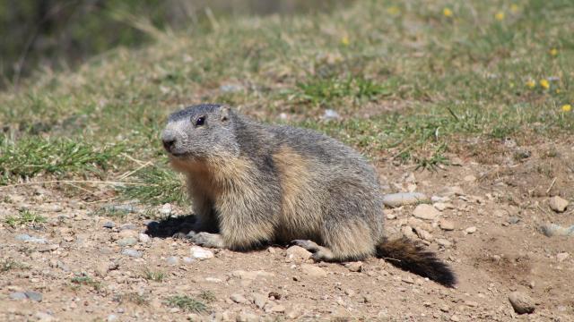 Sentier Des Marmottes ©otgq