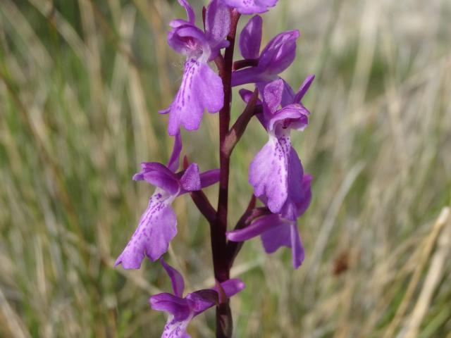 Orchis Des Marais @sylvain Abdulhak