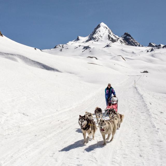 Chiens De Traineau