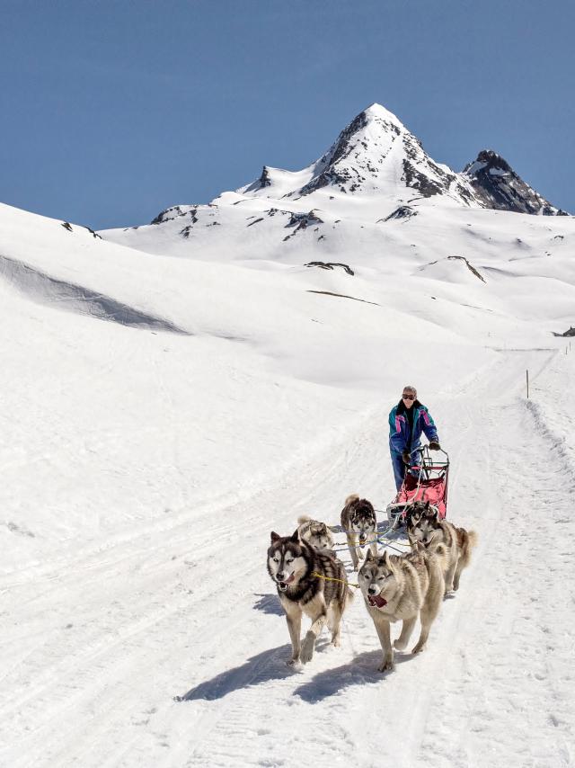 Chiens De Traineau