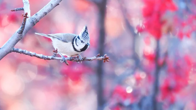 Mésange huppée