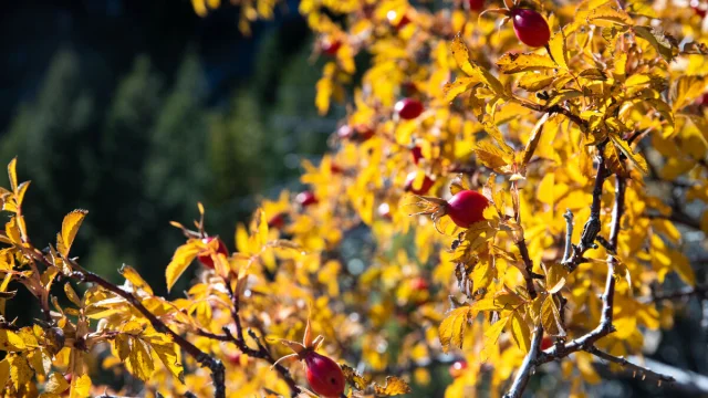 Cynorrhodon à l'automne