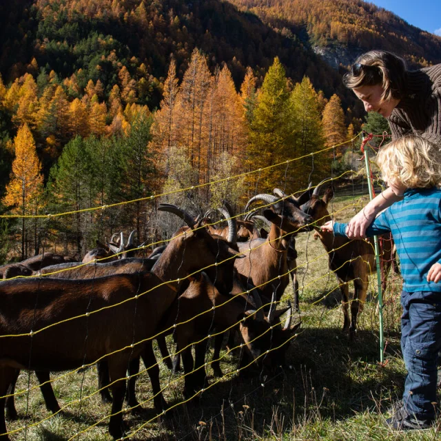 Chèvrerie des Moulins à l'automne