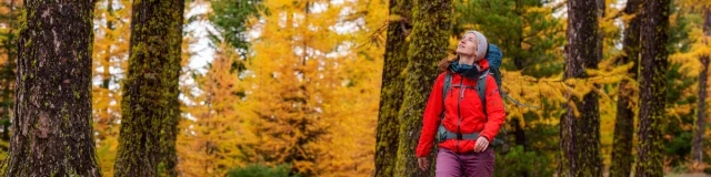 Marche dans une forêt de mélèzes en automne