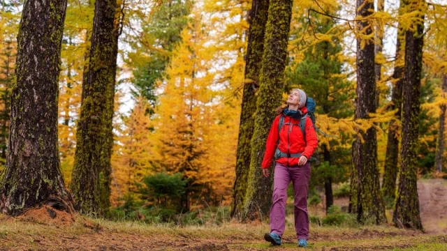 Marche dans une forêt de mélèzes en automne