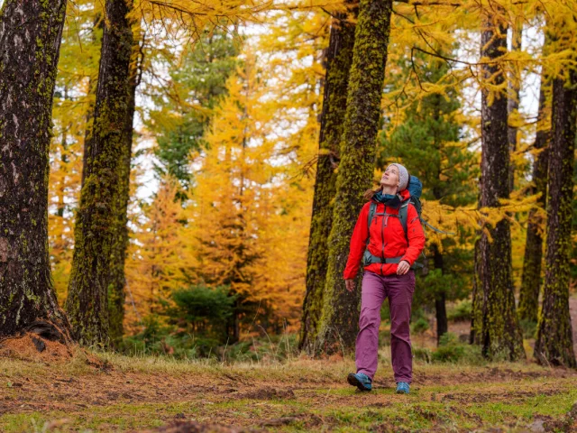 Marche dans une forêt de mélèzes en automne