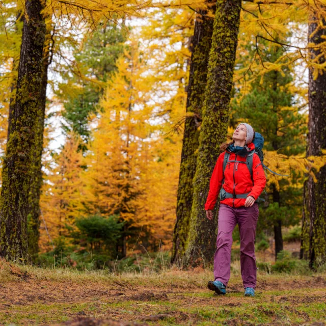 Marche dans une forêt de mélèzes en automne