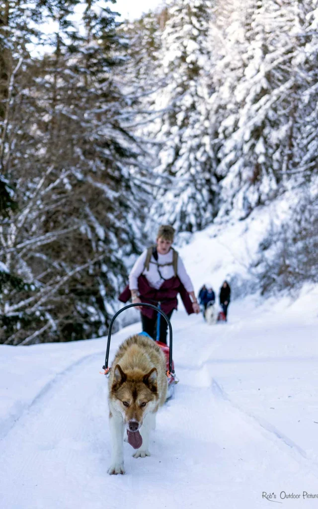 Attelage Chiens De Traineau