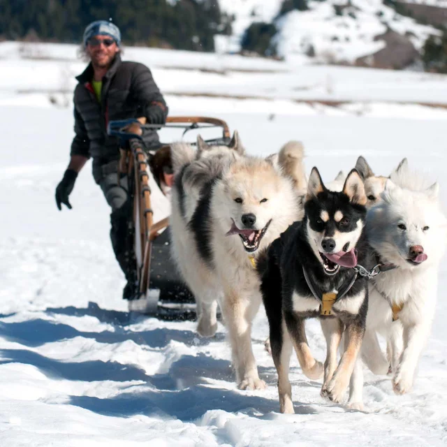 Chiens De Traineau Mushing