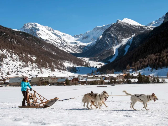 Chiens De Traineau Queyras 05