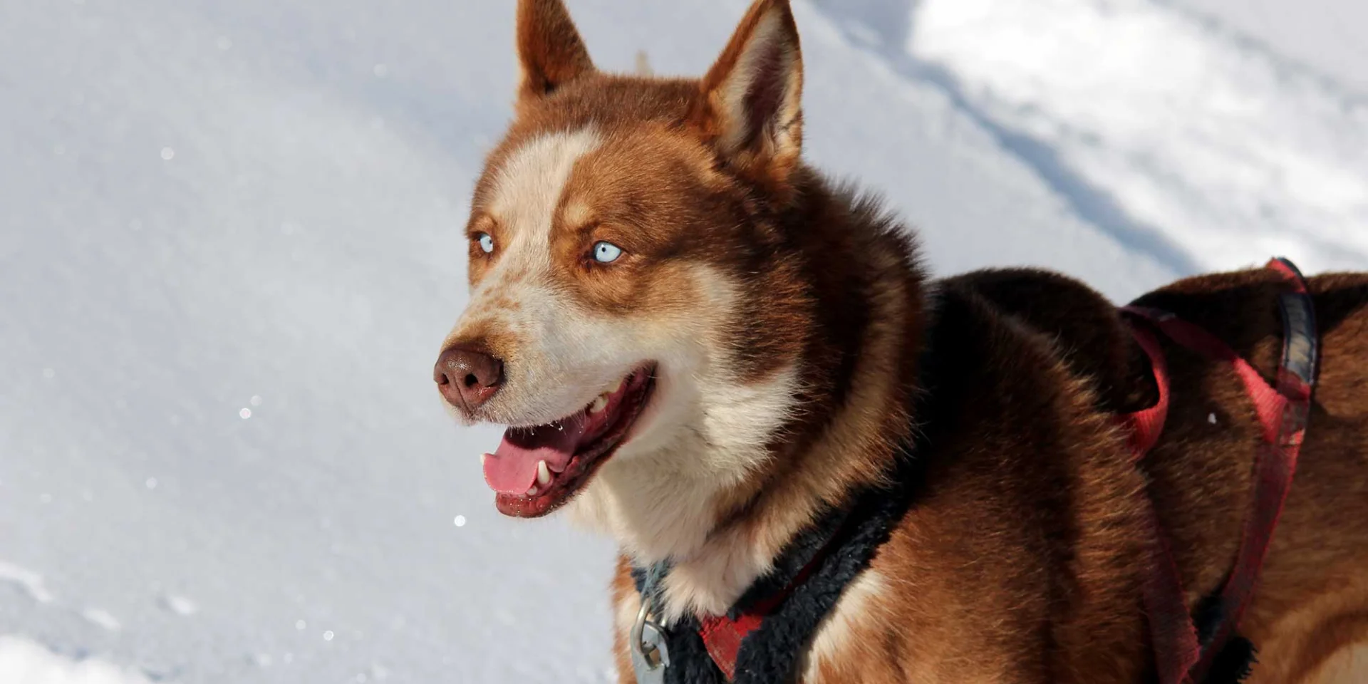 2 jours de chiens de traîneaux dans les montagnes du Queyras - Chilowé