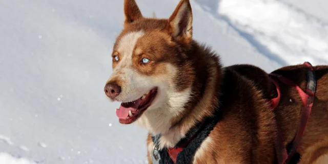 Chiens De Traineaux Queyras