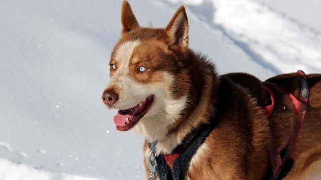 Chiens De Traineaux Queyras