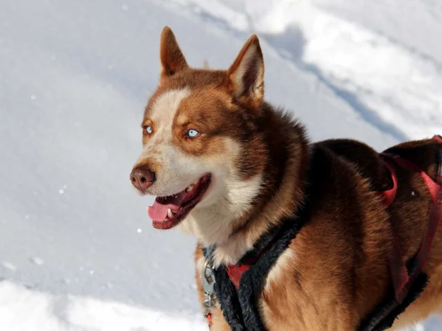 Chiens De Traineaux Queyras