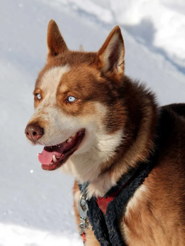 Chiens De Traineaux Queyras